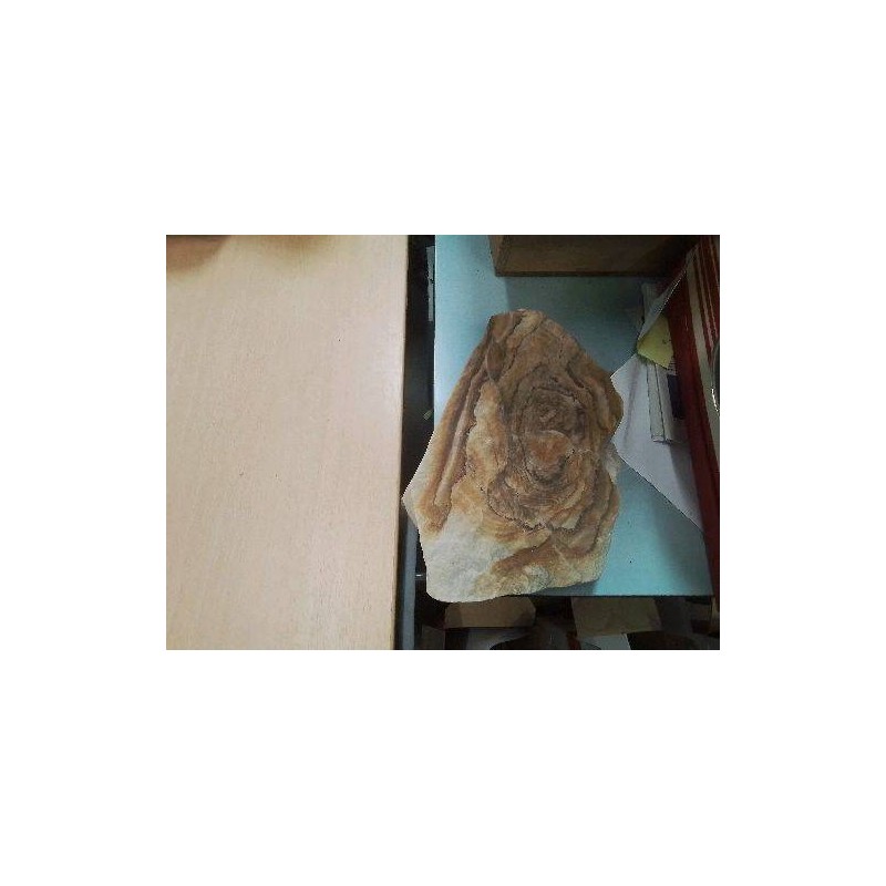 FOSSILE MMM STROMATOLITE