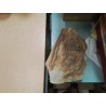 FOSSILE MMM STROMATOLITE