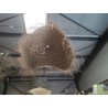 SP0015-SOUCOUPE PLEINE Z   XXL 105CM/HT50CM