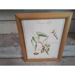 CADRE PM BOIS REPRO PLANTES