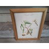 CADRE PM BOIS REPRO PLANTES