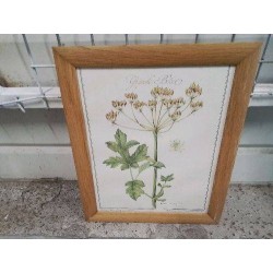 CADRE PM BOIS REPRO PLANTES