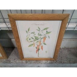 CADRE PM BOIS REPRO PLANTES