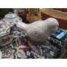 OISEAU CERAMIQUE