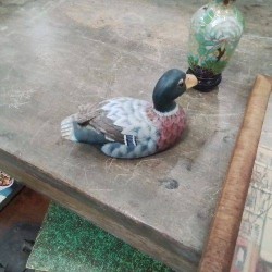 CANARD BOIS PM