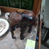 ELEPHANT BOIS NOIR MARRON
