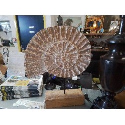 DÉCO COQUILLAGE TECK BLANCHI