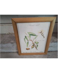 CADRE PM BOIS REPRO PLANTES