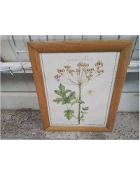 CADRE PM BOIS REPRO PLANTES