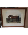 GRAVURE ANGLAISE CHEVAUX CADRE BOIS