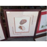 CADRE REPRO GRAVURE COQUILLAGES
