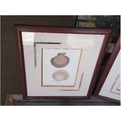 CADRE REPRO GRAVURE COQUILLAGES