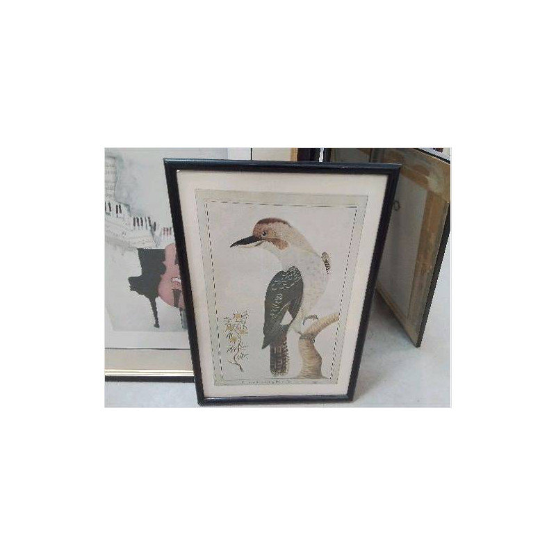 REPRO BIRD AND FLOWER OF PORT JACKSON