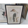 REPRO BIRD AND FLOWER OF PORT JACKSON