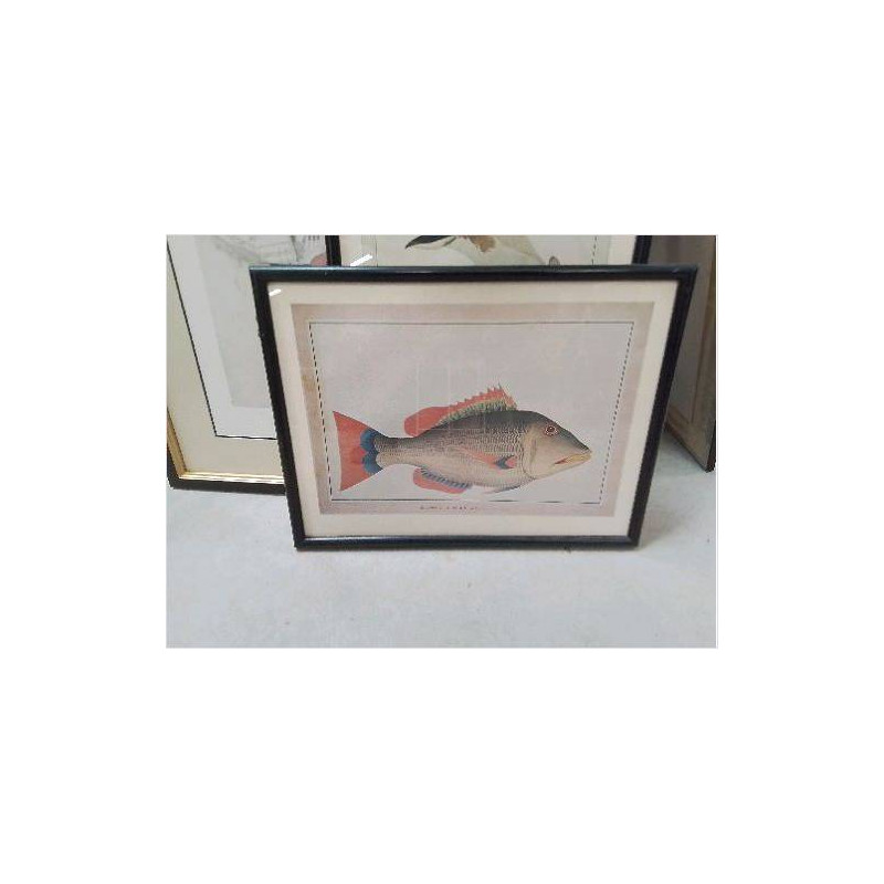 REPRO POISSON SNAPPER OF NORFOLK ISLAND 