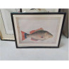 REPRO POISSON SNAPPER OF NORFOLK ISLAND 