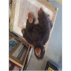 SINGE PELUCHE IKEA
