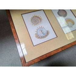 CADRE COQUILLAGES...