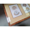 CADRE COQUILLAGES ENCADREMENT BIARRITZ