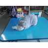 COUSSIN RHINOCÉROS PLIANT