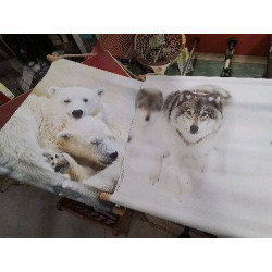 TOILE PHOTO ANIMAUX DEMOISELLE DES MONTAGNES 