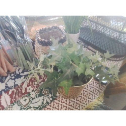 CACHE POT OR DAIDAI ET LIERRE SYNTHETIQUE