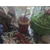 POT TISSU BORDEAUX