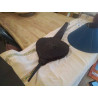 TRES GRAND SOUFFLET ANCIEN BOIS ET CUIR