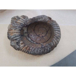 FOSSILE 
