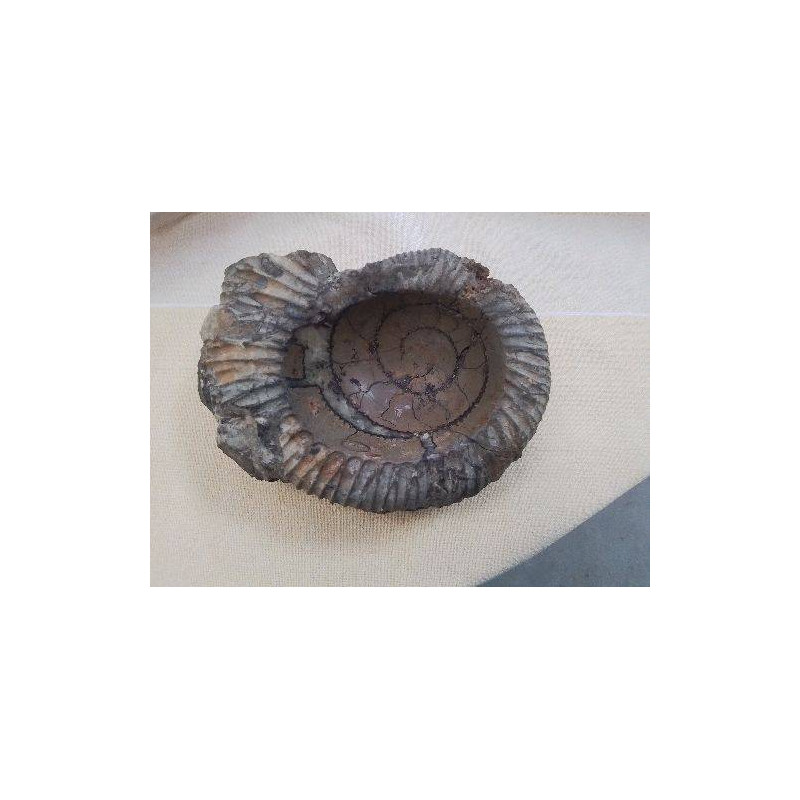 FOSSILE 