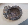 FOSSILE 