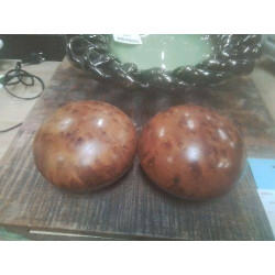 BOITE BOULE THUYA