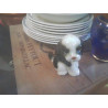 CHIEN CERAMIQUE PM