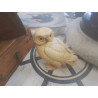 STATUETTE CHOUETTE RESINE BEIGE