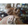 STATUE PLATRE ANC DUO ANGELOTS