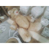 NOUNOURS ANC