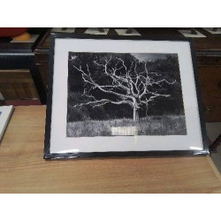 CADRE PHOTO ARBRE MORT