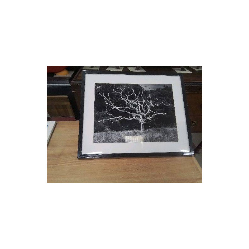 CADRE PHOTO ARBRE MORT