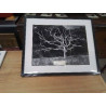 CADRE PHOTO ARBRE MORT