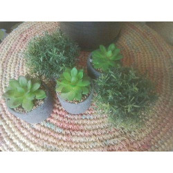 LOT 5 CACTUS DECO
