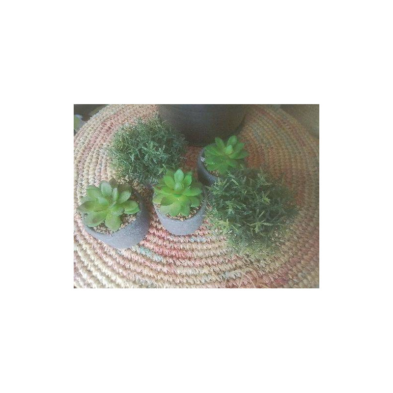 LOT 5 CACTUS DECO