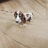 CHIEN DECO ANC 