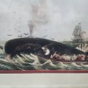 TABLEAU LA PECHE A LA BALEINE RALEIGH